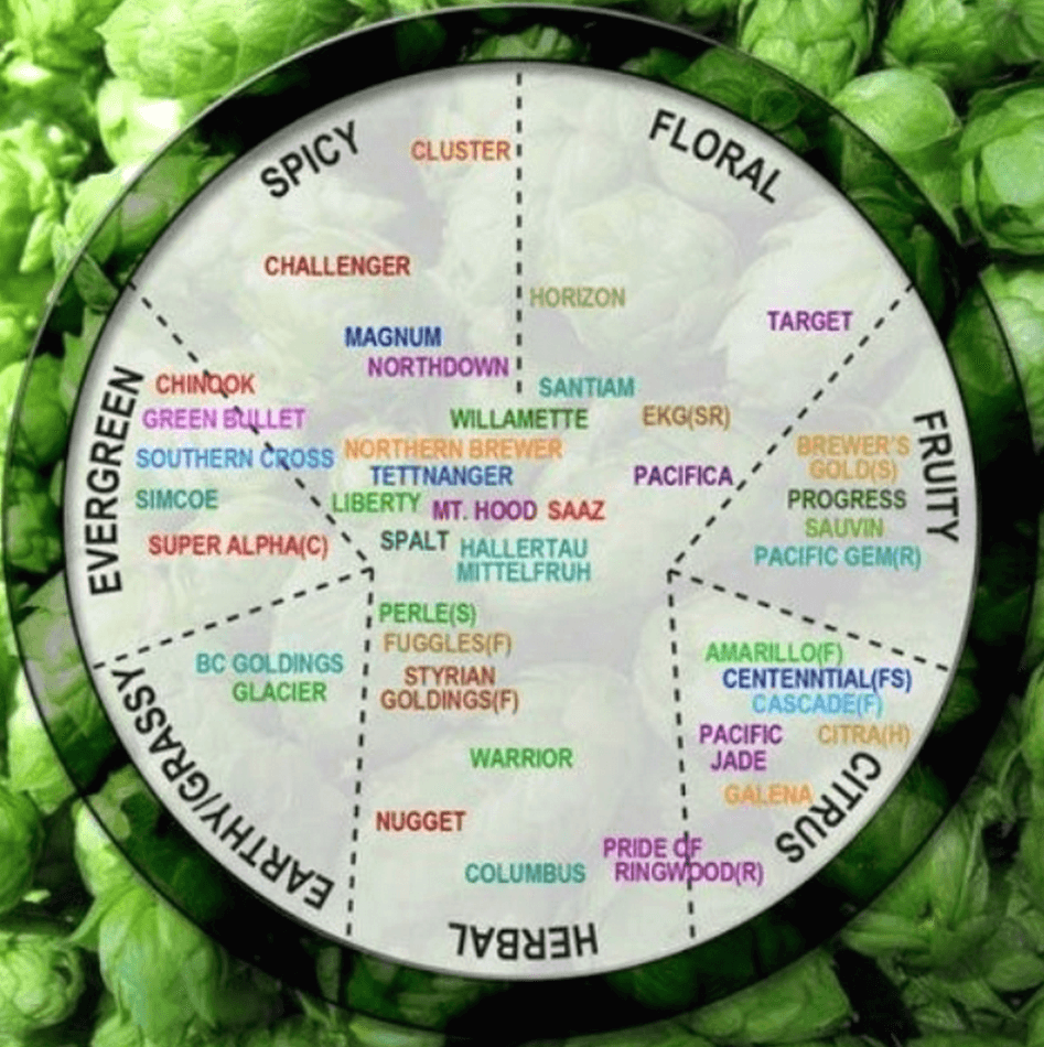 Diagrama explicativo de los tipos de lúpulo y su sabor